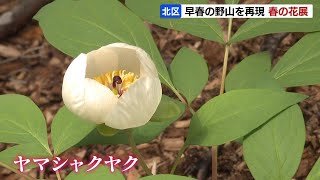 「山野草の女王」シラネアオイなどで早春の野山を再現　札幌の百合が原公園で春の花展23日まで開催