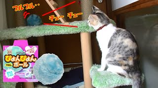 ネコ吉のお部屋にぴょんぴょんボール！？　Cat with a ball