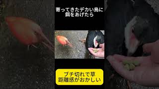 動物園だからって油断すると危ない【ネオパークオキナワ】【沖縄】#動物園 #危険生物 #かわいい #観光