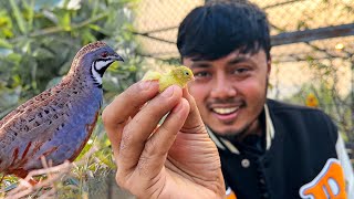 অবিশ্বাস্য ছোট আকৃতির কিং কোয়েল পাখির বাচ্চা | King quail