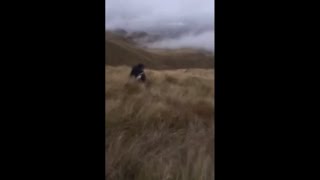 Man Knocked Down by What He Thought a Dead Wild Red Stag Deer