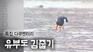 유부도에서만 볼 수 있는 김 줍기,  대전MBC 특집 다큐멘터리 생명의 섬, 유부도(2001년) 중에서