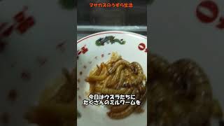 うずらにミルワーム丼ぶりを与えた結果! #Shorts