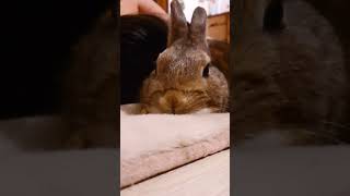 実は構って欲しいツンデレうさぎ🐰ゴマちゃんどす～🎵