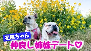 【密着】原っぱでデートするフレンチブルとブルドッグ【花梅】