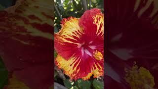 Rare hibiscus - summer garden #gardeningideasforhome #gardening #hibiscus