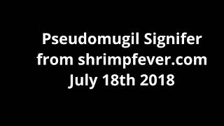 ShrimpFever unboxing!