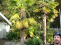 Palm Seed Harvesting / Salt Spring Island, Canada