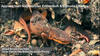 Appalachian Salamander Endemism & Climate Change