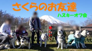 お友達と一緒で嬉しいさくら　【シベリアンハスキー　ハスキーオフ会　ドッグリゾートWoof】