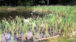 Coots swans and geese