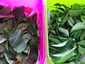 How to keep Curry leaves and Mint fresh more than a month