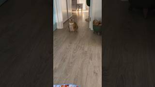 Morning hosi #cat #cute #hosico #shortvideo #shorts