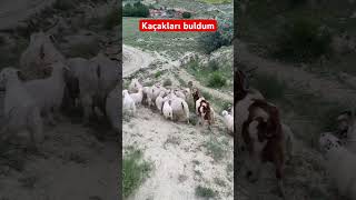 Sürüden ayrılıp kaçan davarları bulduk çok şükür #köydeyaşam #keçi #davar #oğlak #kuzu