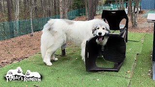 人間用のプラスチック椅子を軽々転がして遊ぶベルです　Great Pyrenees　グレートピレニーズ