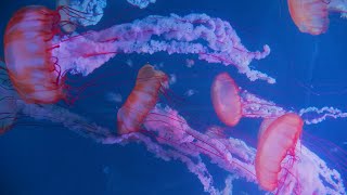 Soothing Jellyfish Aquarium Underwater Sounds 10 Hours For Sleep Meditation Study and Calm