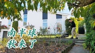 南半球的秋天来了（新西兰 Harold Vlog 558）