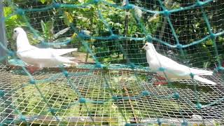 parava 4kalli chicks for sale...