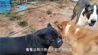 斗犬相亲，高狼犬满脸不情愿，中亚能否成功