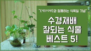 식물초보를 위한 수경재배 식물 추천 베스트5, 번식 비법 대공개