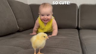 My Baby tries to catch baby chick 🐤
