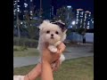 mini Pomeranian cute dog