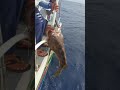 I tried many kinds of bait. I really felt that octopus had the best effect in catching grouper