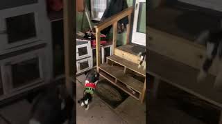 Baby goats jumping around and playing (extreme parkour) #shorts