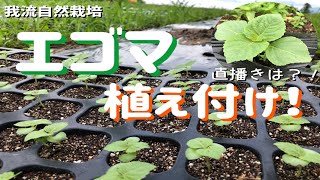 エゴマの植え付け！(直播きの状況も！)[6.12/我流自然栽培]