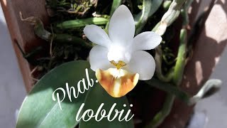 Phalaenopsis lobbii