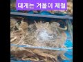 대게는 겨울이 제철 영탁 폼 미쳤다 다이어트 깔창 누리고나누고 봉숭아학당문화혁신학교