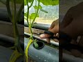 Pruning Tahap 1 Melon Hidroponik #youtubeshorts #melon #melonhidroponik #petanimilenial  #egardening