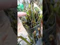 outdoor red mangrove grow farm beach propagule seed Malpighiale plant Rhizophora estuarine ecosystem