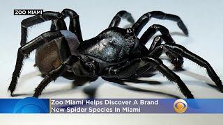 Zoo Miami Helps Discover A Brand New Spider Species In Miami