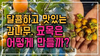 맛있는 감나무 만들기 : 뒷마당의 맛있는 감나무 묘목은 어떻게 만드는  시골이야기 in 첼리팜