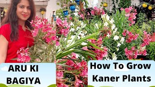 how to grow kaner plants