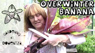 How to Overwinter the Red Abyssinian Banana, Ensete ventricosum 'Maurelii'