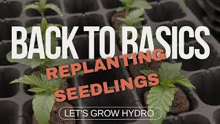 Back To Basics Planting Seedlings in RDWC Hydroponic - Trying Again After Failing - Let's Grow Hydro