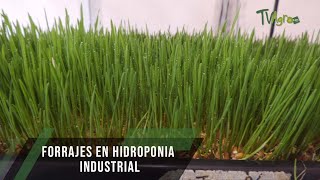 Forrajes en hidroponia industrial - TvAgro por Juan Gonzalo Angel Restrepo