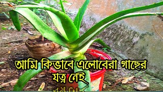 আমি কিভাবে আমার এলোভেরা গাছের যত্ন নেই  || BD Vlogger Maghla ||