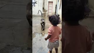 વાંદરાને બિસ્કિટ આપતી હાર્વી #monkey #animallover #villagelife #cutebaby#viral #shortsfeed#shorts