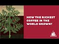 The Colombian coffee process