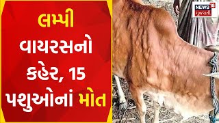 Surat News: માંગરોળ તાલુકામાં લમ્પી વાયરસનો કહેર | Mangrol | Lampi Virus | News18 Gujarati