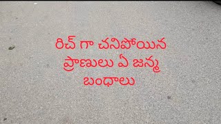 చావులో కూడా ఎలాంటి చావు ఇవ్వాలని డిసైడ్ చేసి ఈరోజు మంచి రిచ్ చావుని ఇచ్చాను 👍