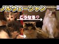 【成長過程】生後0日から２歳半までのノルウェージャンフォレストキャット｜７５g→９kgになりました