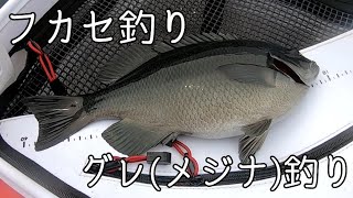 【堤防釣り】夏のグレ釣りが楽しい！福井で波止グレ(メジナ)を狙う #フカセ釣り