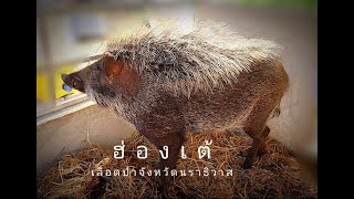 หมูป่าสวยที่สุดในประเทศไทย(ฮ่องเต้)wild boar thailand