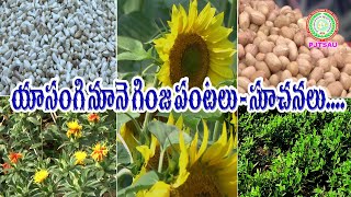 యాసంగి నూనె గింజ పంటలు   సూచనలు  Oil Seed Crops   Best Practices II PJTSAU II