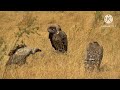 चील गिद्ध और बाज में अंतर । difference between eagle vulture and hawk