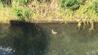 Eastern spot-billed #Duck 5th June 2024 at around 15:32